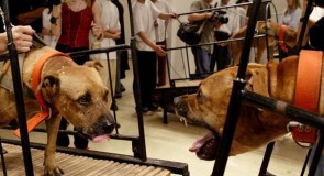 Guggenheim Accused of Supporting Animal Cruelty in New Exhibition